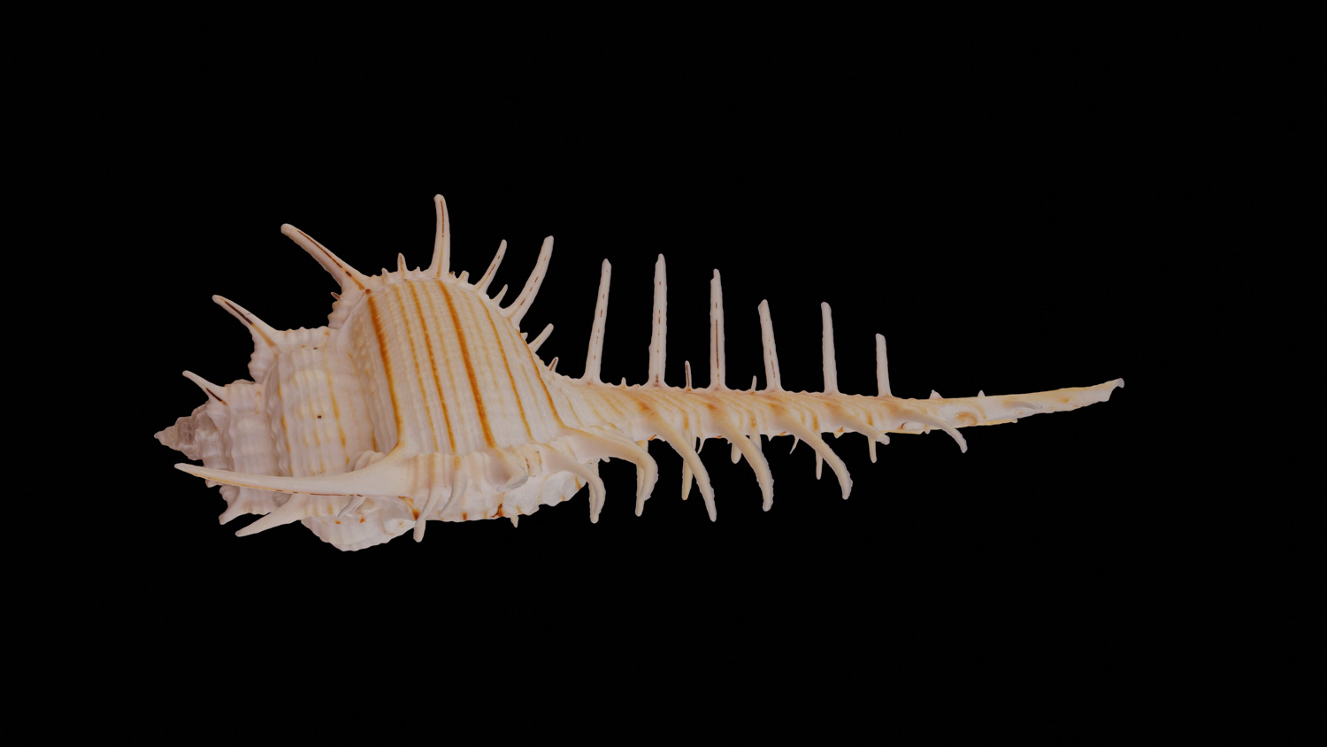 Murex pecten